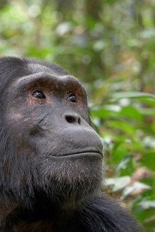 Ouganda, le regard d'un chimpanzé