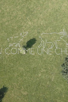 Malin comme une chèvre