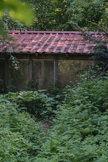 Behind The Garden Gate