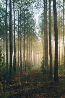 Into The Woods (AUS Productions)