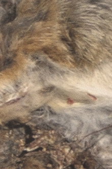 Roadkill