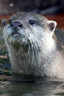 West Coast Otters