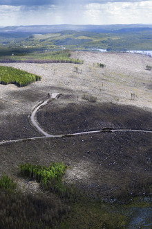 Om skogen
