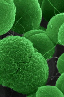 The Nature of Things: The Antibiotic Hunters