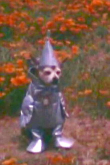 The Tin Woodman's Home Movie #2: California Poppy Reserve, Antelope Valley