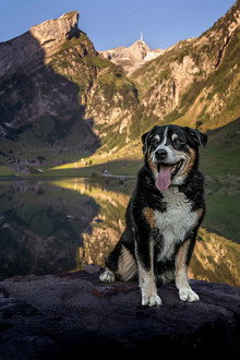 Schweizer Hundegeschichten