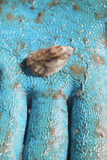 Unfiltered: The Truth About Oysters