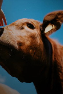 L'abattoir idéal, une histoire d'éleveurs