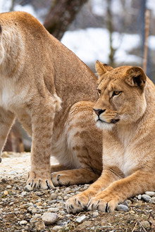 Histoires de lionnes