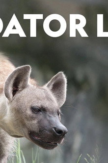 Predator Land