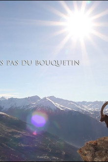 Ibex, dans les pas du bouquetin