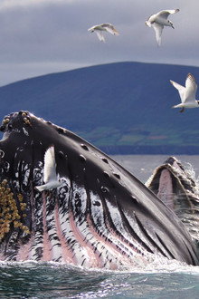 Wild Ireland: The Edge of the World
