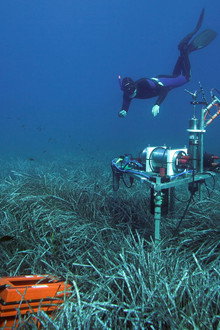Wunderwelt Seegraswiesen Klimaretter, Kinderstube, Küstenschutz