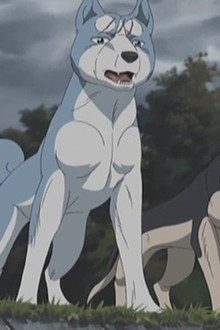 Silver Fang Legend Weed