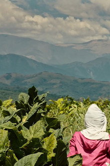 Wacay, mujeres del tabacal