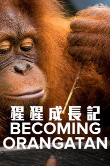 猩猩成长记