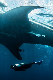 Swimming with Monsters