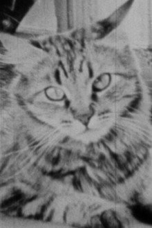 The Private Life of a Cat