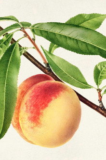 Pomological