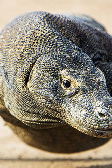 Les monstres de Komodo : une histoire d'amour