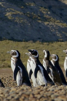 Patagonia: Life on the Edge of the World