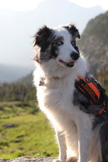 Dogs with Extraordinary Jobs