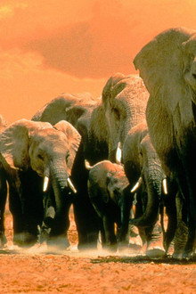Africa's Elephant Kingdom