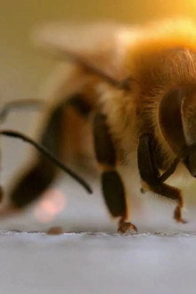 Les maîtres des abeilles