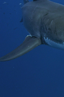 Lost Sharks of Easter Island