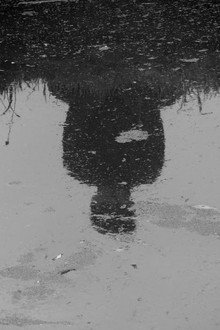 Narcissus