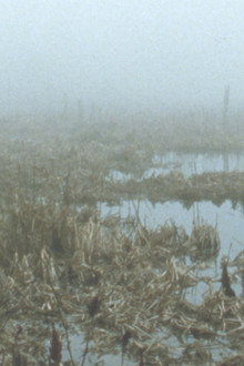 Early Spring Wetlands