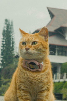 Meong!