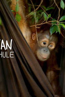 Orangutan Jungle School – Kindergarten mal anders