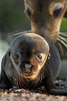Sea Lions of the Galapagos