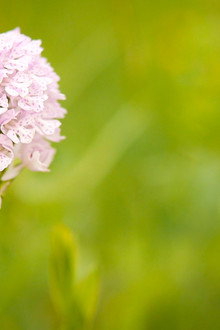 Verborgene Schönheit: Die Orchideen des Saaletals