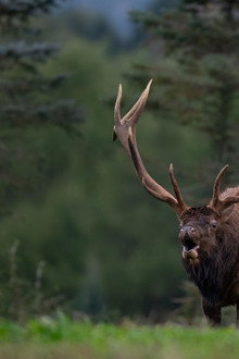 Elk Country