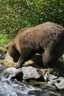 Downey the Bear