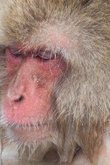 Asia's Wild Secrets