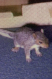 Willie the Squirrel