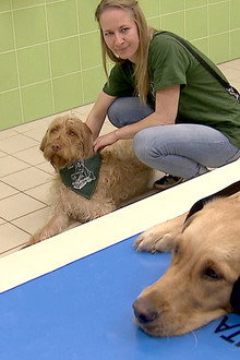Wie Tiere fühlen