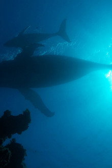 Atlantic: The Wildest Ocean on Earth
