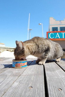 Catnip Nation