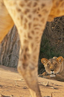 Lions of the Skeleton Coast