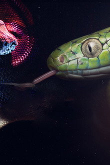 Ten Deadliest Snakes with Nigel Marven