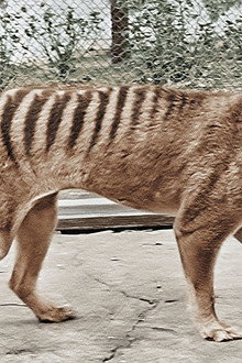 Tasmanian Tiger in Colour