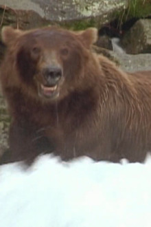 Bear 141