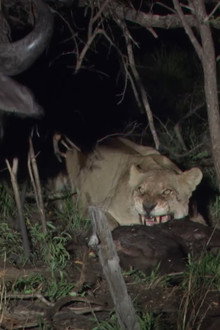 Predators in Peril