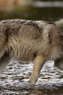 Les loups pêcheurs du Canada