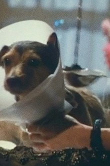 Every Dog Has Its Day