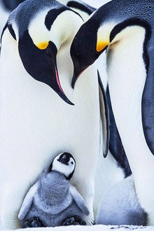 Snow Chick - A Penguin's Tale